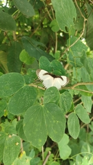 Melanothrix