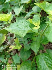 Leptoglossus gonagra