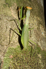 Tarachomantis
