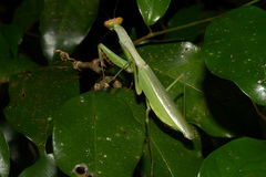 Tarachomantis