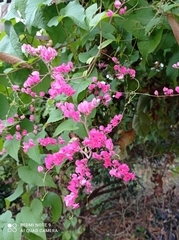 Antigonon leptopus