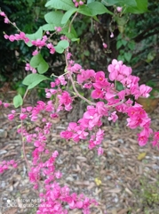 Antigonon leptopus