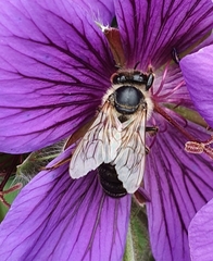 Apis mellifera