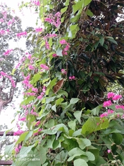 Antigonon leptopus