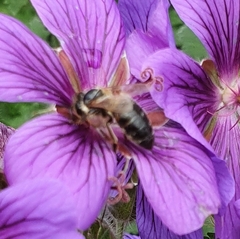 Apis mellifera