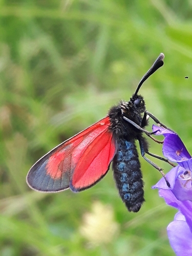Slender Scotch Burnet, photo 4 of 10
