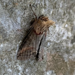 Abrostola tripartita