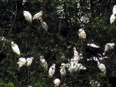 Bubulcus ibis ibis