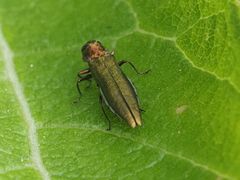 Agrilus viridis