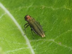 Agrilus viridis