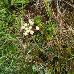 Selinum