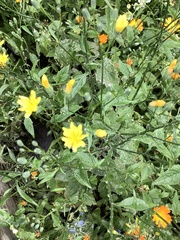 Lapsana communis