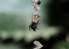 Cyclosa sedeculata