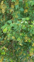 Spiraea hypericifolia