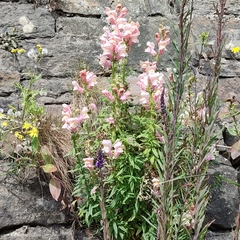 Antirrhinum majus