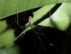 Pholcus crypticolens