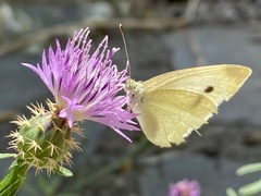Pieris rapae