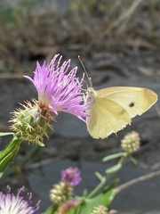 Pieris rapae