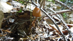 Mycena viridimarginata