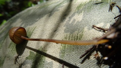 Mycena viridimarginata