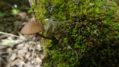 Mycena viridimarginata