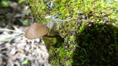 Mycena viridimarginata