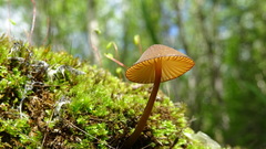 Mycena viridimarginata