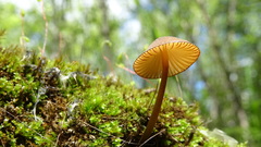 Mycena viridimarginata