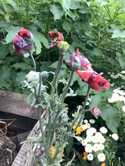 Papaver somniferum