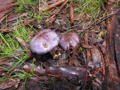 Cortinarius archeri
