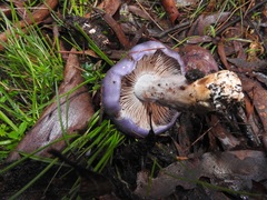 Cortinarius archeri