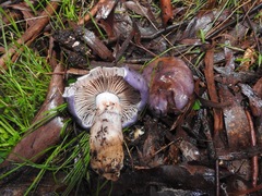 Cortinarius archeri