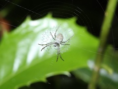 Argiope minuta