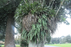 Asplenium polyodon
