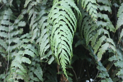 Asplenium polyodon