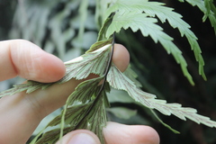 Asplenium polyodon