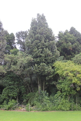 Knightia excelsa