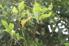 Coprosma tenuifolia