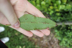 Coprosma tenuifolia