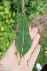 Coprosma tenuifolia