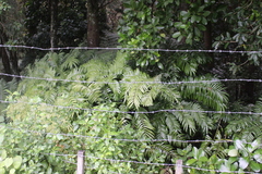 Ptisana salicina