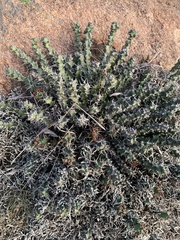 Euphorbia vandermerwei