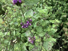 Ballota nigra