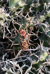 Euphorbia vandermerwei