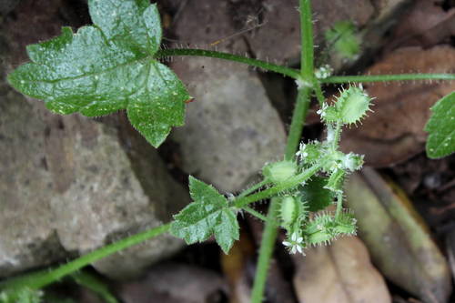 Drusa glandulosa (Poir.) H.Wolff ex Engl.