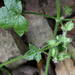 Drusa glandulosa - Photo (c) Michael 2020, algunos derechos reservados (CC BY-NC), subido por Michael 2020