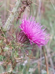 Carduus lusitanicus