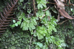 Symphyogyna hymenophyllum