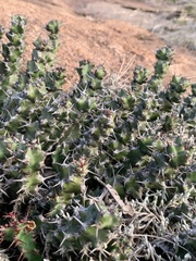 Euphorbia vandermerwei