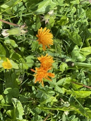 Crepis aurea